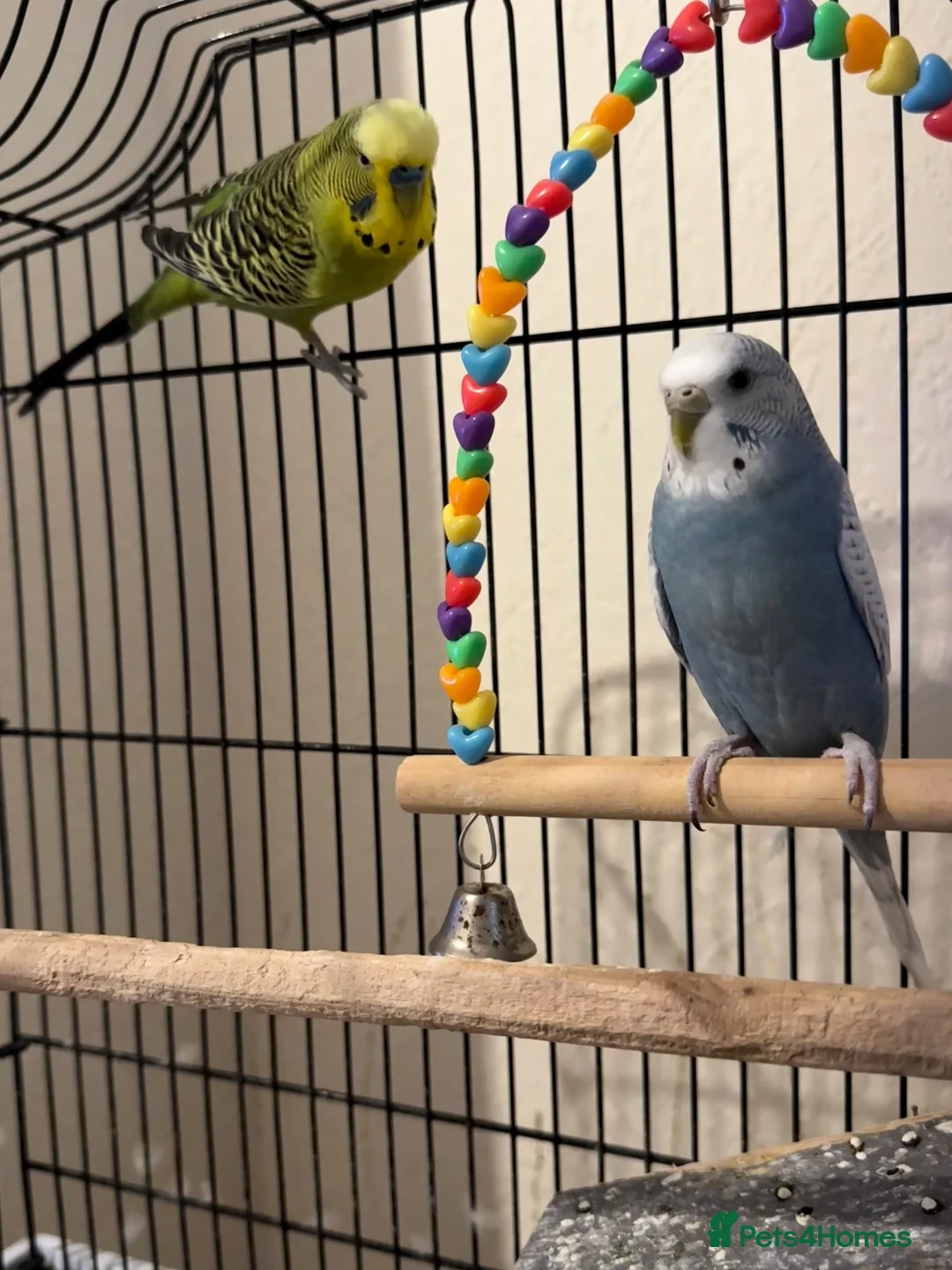 Budgerigars birds for sale: Two budgies with cage and all other necessities  in London - Advert 7