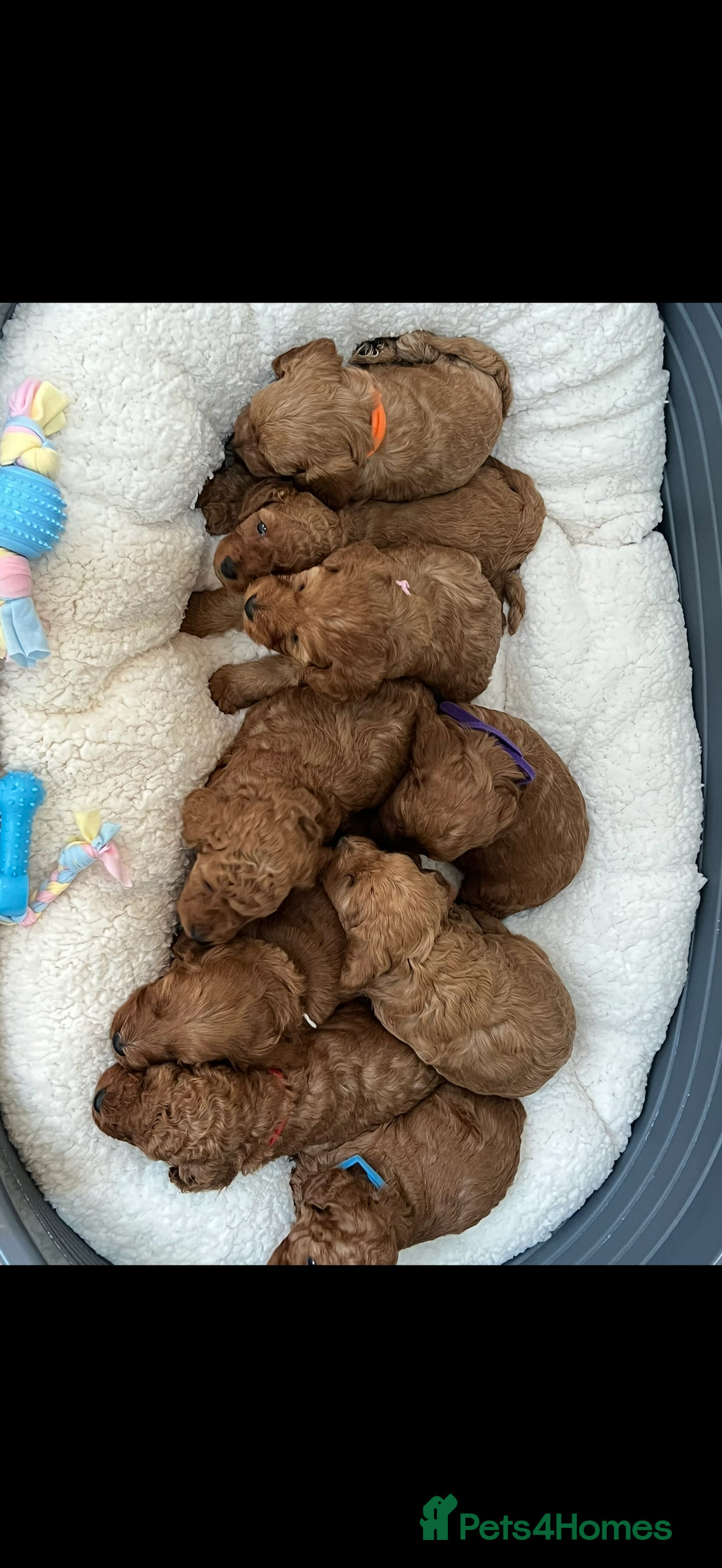 Cavapoo dogs for stud: Sir Albus champion bloodline Cavapoo  - Image 3