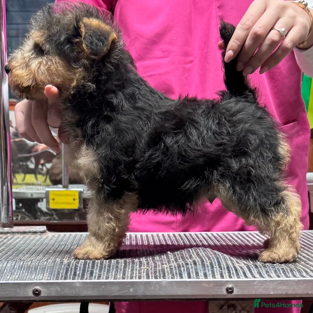 Lakeland Terrier dogs for sale: Stunning Lakeland Terrier Male  Puppies  - Advert 7