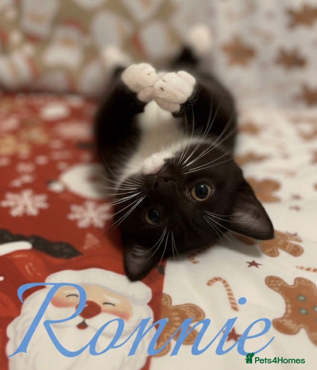 Mixed Breed cats RONNIE IS READY TO MEET HIS FAMILY :-)   - Advert 2