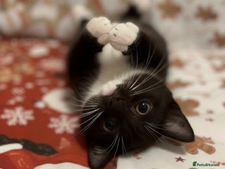 Mixed Breed cats RONNIE IS READY TO MEET HIS FAMILY :-) - Advert 5