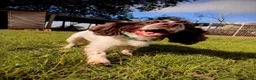 Sprocker dogs for adoption: Milo the Sprocker for Adoption in Wells - Advert 3