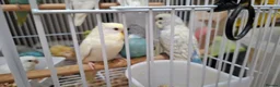 Budgerigars birds for sale: Budgies for sale Birmingham  - Advert 19