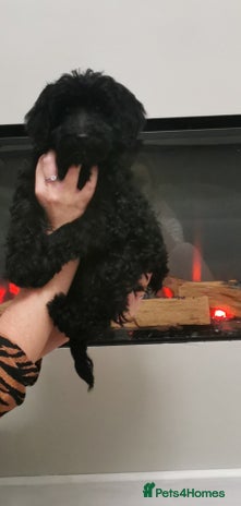 Cockapoo dogs - Advert 11