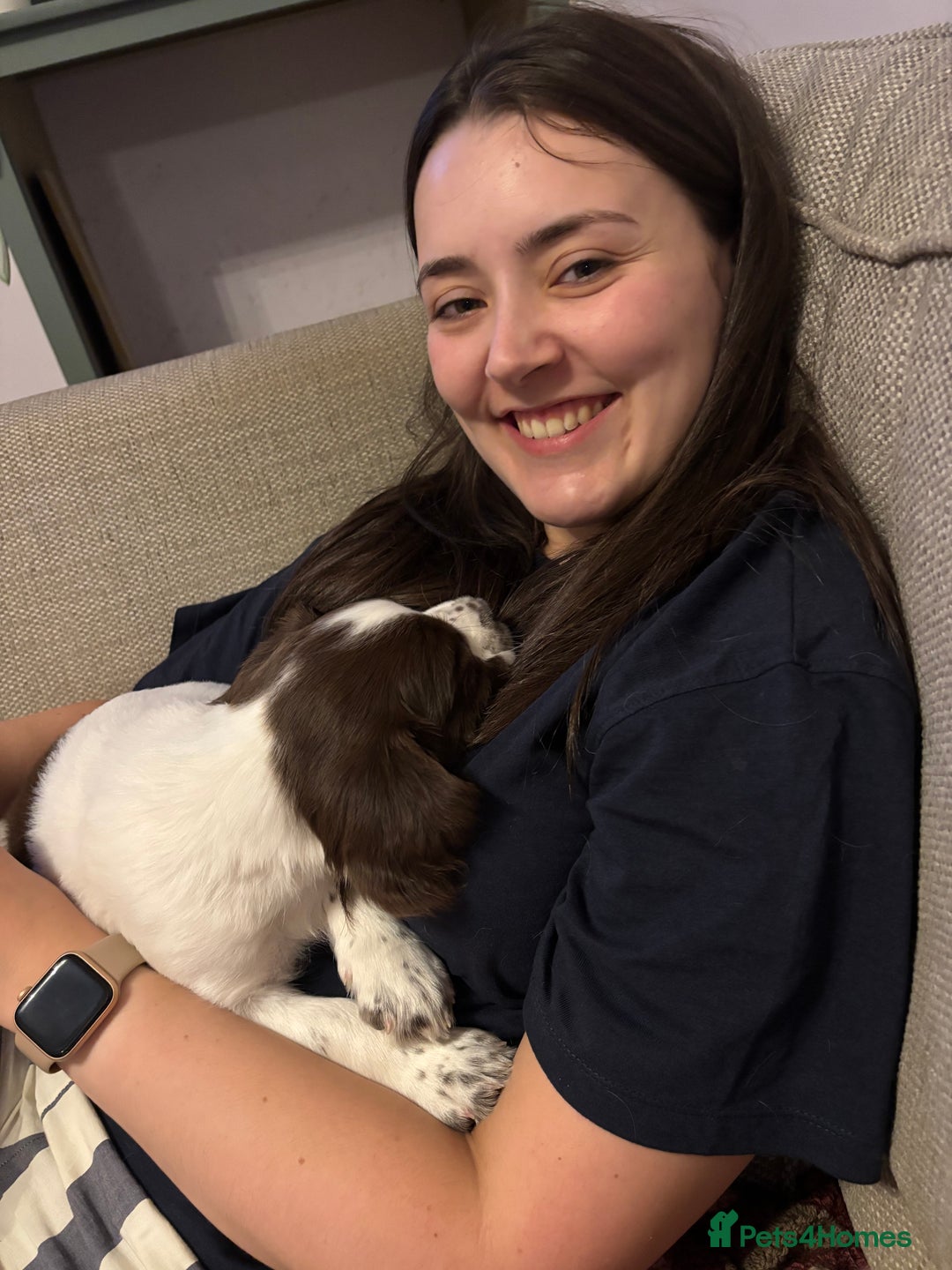 English Springer Spaniel dogs for sale: KENNEL CLUB Pedigree Springer Spaniel Puppies - Image 8