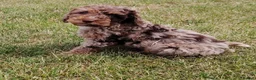 Mixed Breed dogs for sale: READY NOW Rare double coat sprockerpoo  - Advert 6