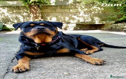 Rottweiler dogs for sale: Elite German Bloodline Rottweiller Puppies - Image 3