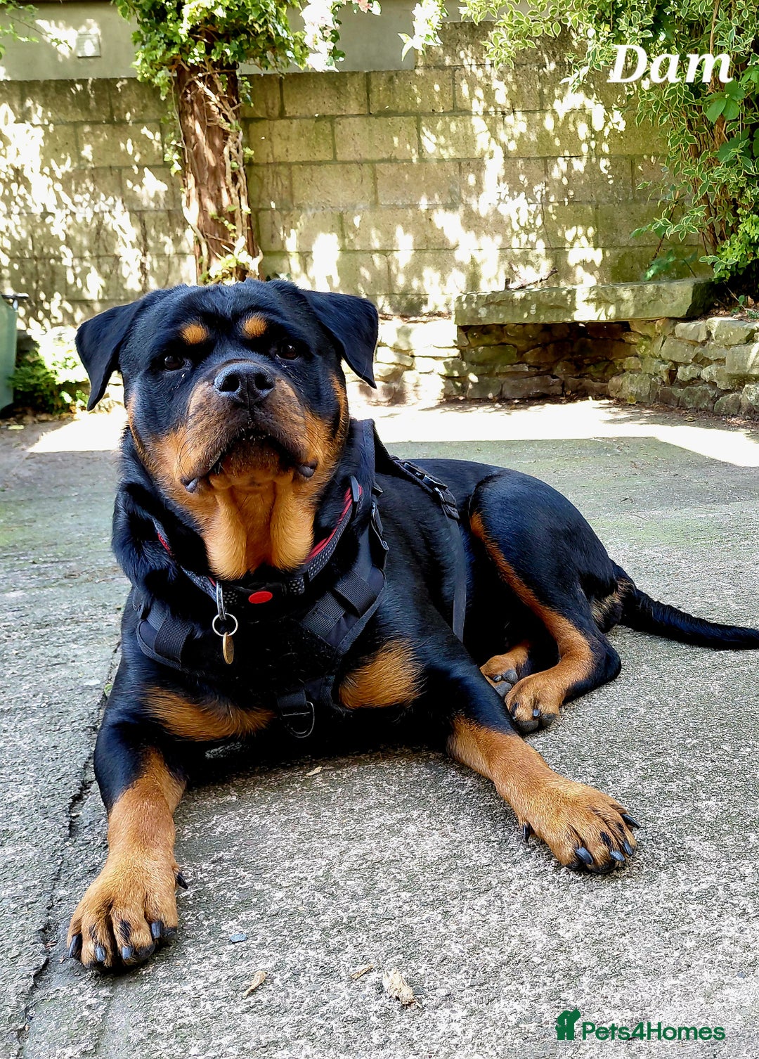 Rottweiler dogs for sale: Elite German Bloodline Rottweiller Puppies - Image 3