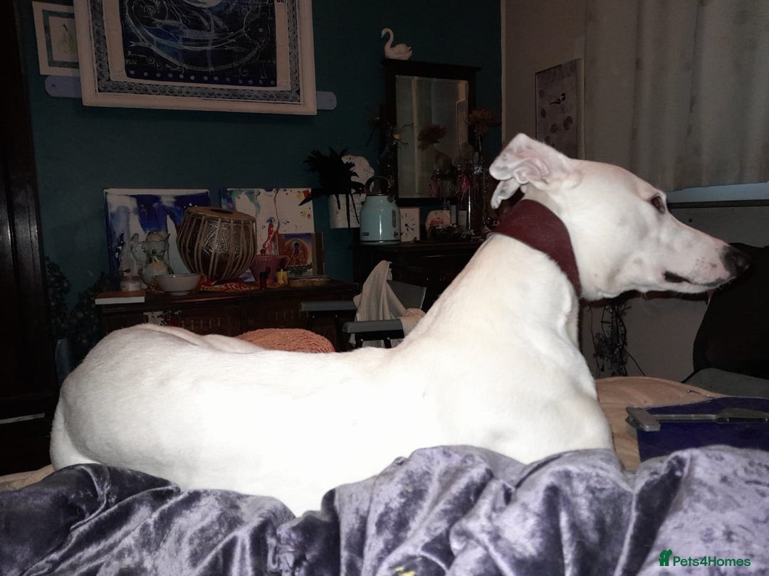 Mixed Breed dogs for sale: White lurcher cross deaf male - Image 2