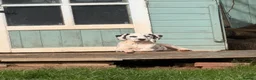 Dalmatian dogs for sale: KC Reg Dalmatian Male Puppy Ready Now - Advert 12