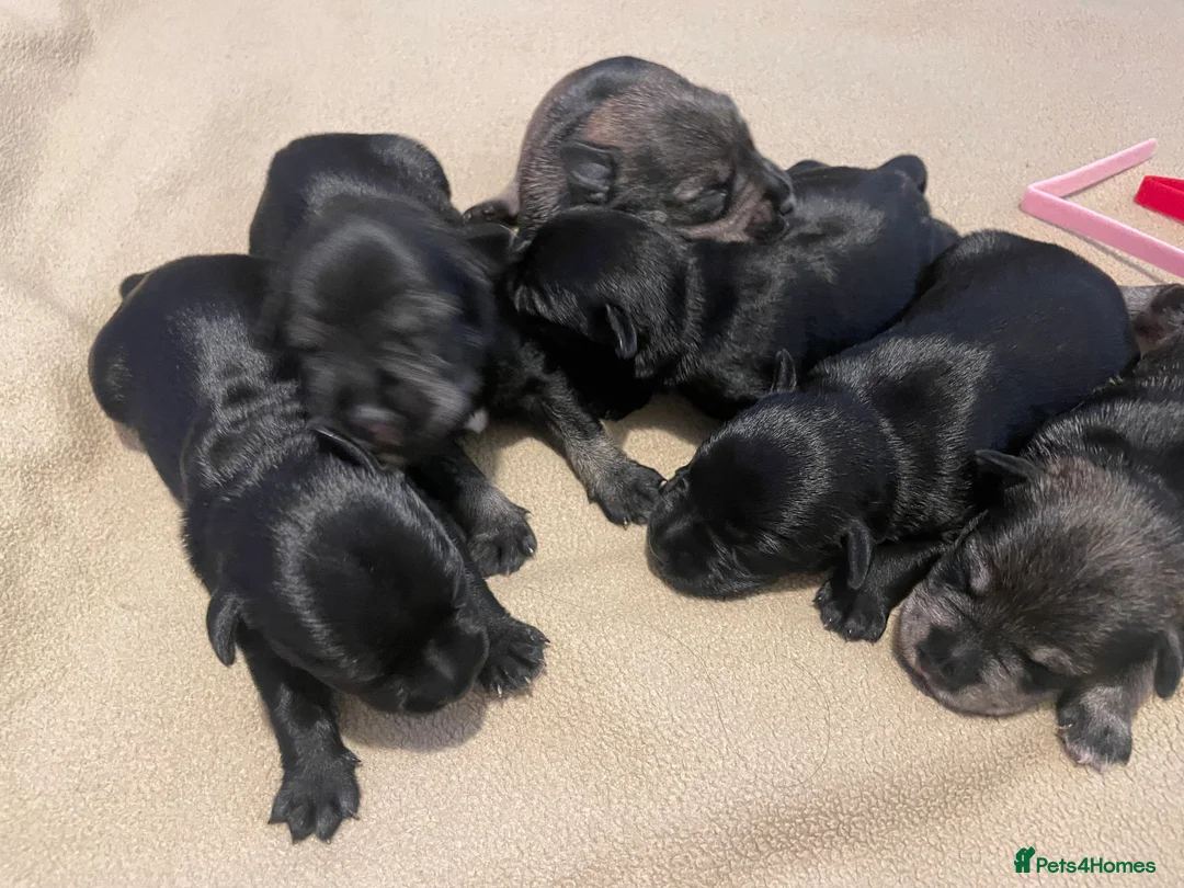 Miniature Schnauzer dogs for stud: KC reg Miniature Schnauzer Proven 'super' Stud  in Cockermouth - Advert 6