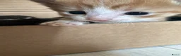 Mixed Breed cats for sale: Male kitten - Advert 4