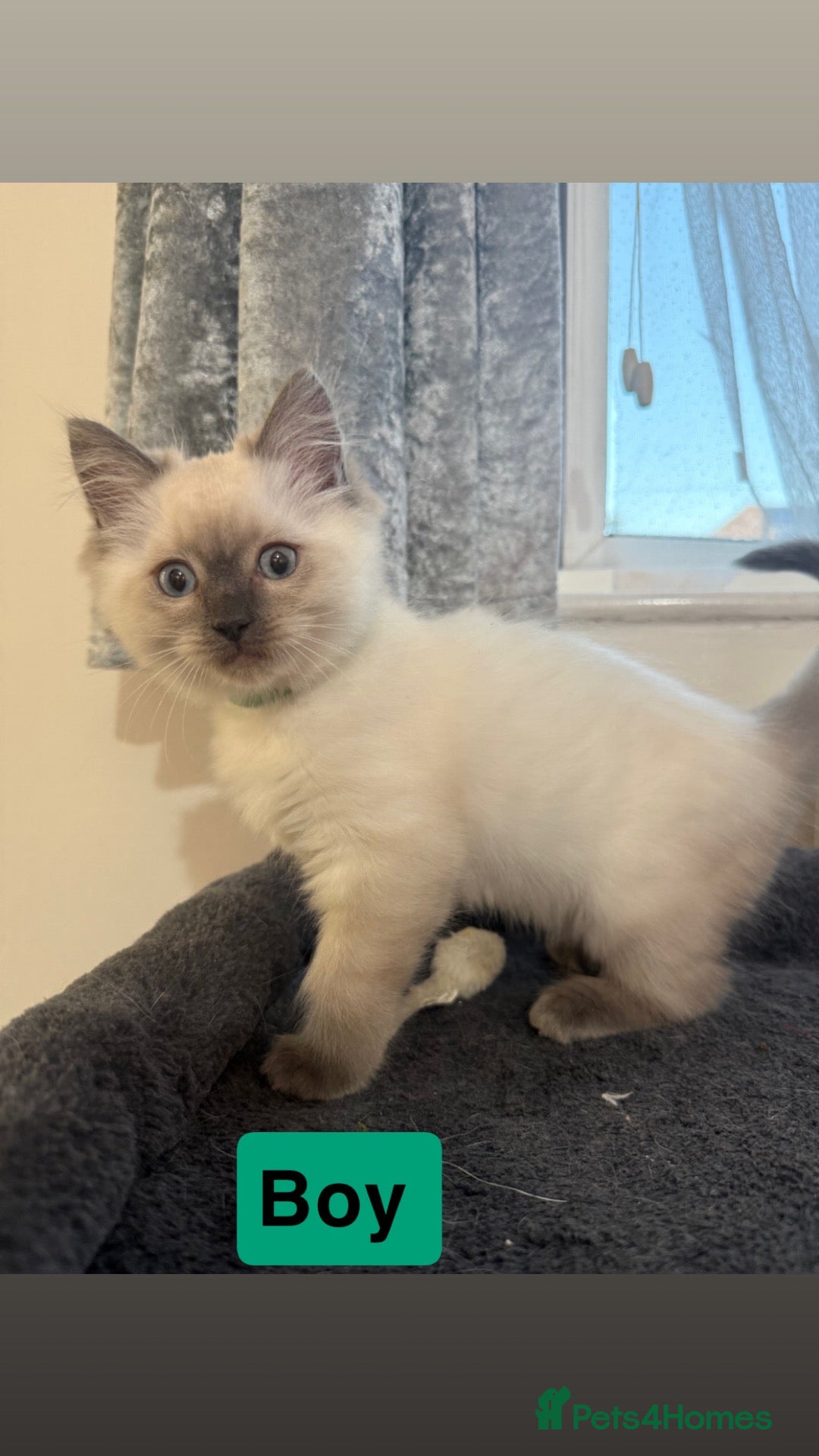 Ragdoll cats Last ragdoll cross BSH kitten  - Advert 1