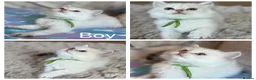 British Shorthair cats for sale: British Shorthair  - Advert 20