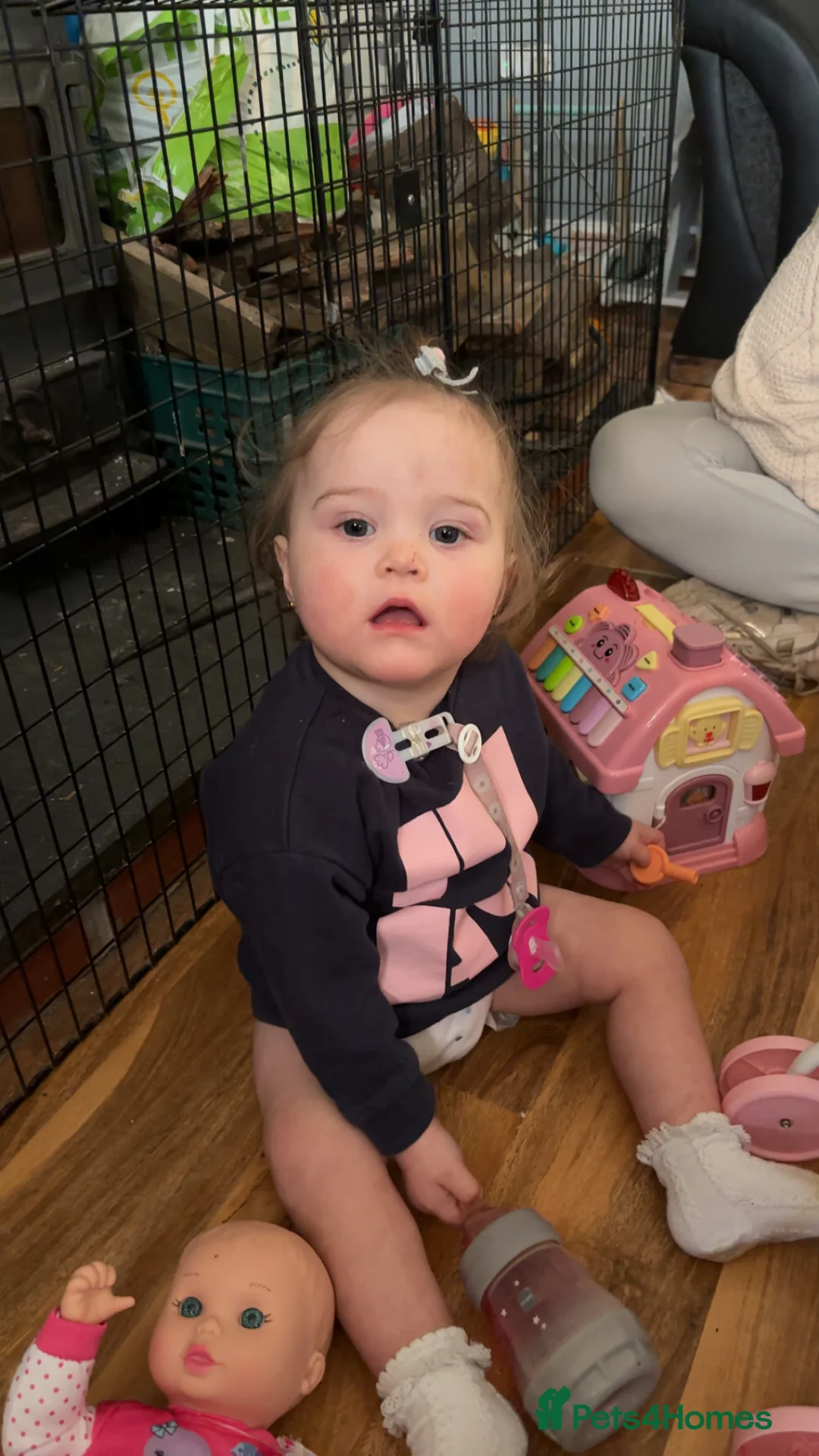 Rottweiler dogs for sale: Rottweiller puppy’s for sale  in Spilsby - Advert 2