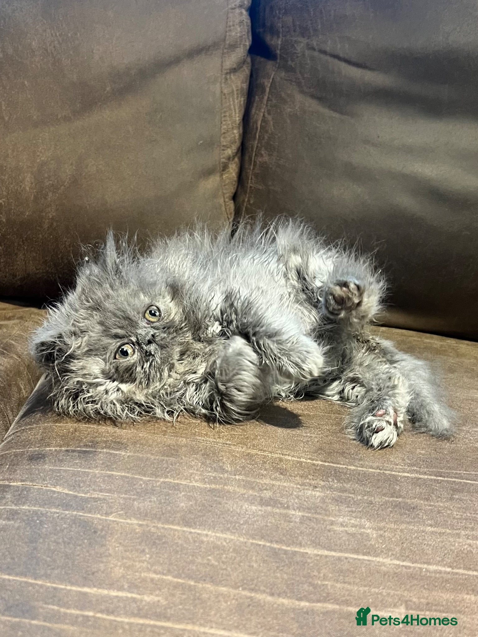 Persian cats Stunning peke Persian kittens , ready to go  - Advert 2