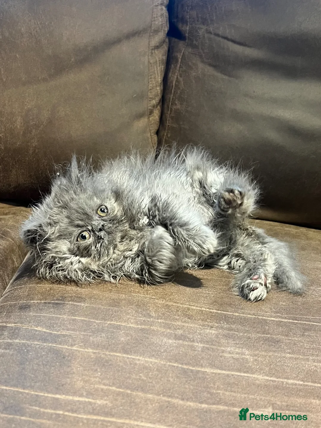 Persian cats for sale: Stunning peke Persian kittens , ready to go  - Advert 2