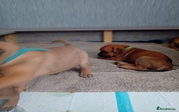 Mixed Breed dogs for sale: Bullmastiff X Puppies - Image 25