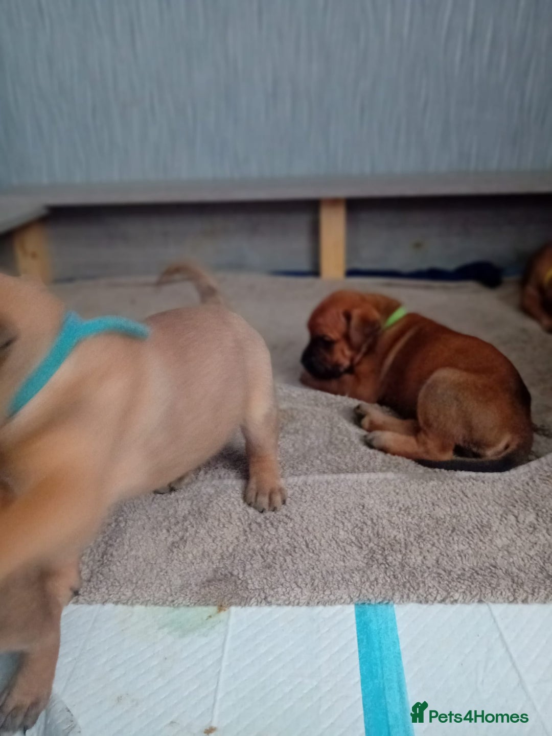 Mixed Breed dogs for sale: Bullmastiff X Puppies - Image 25