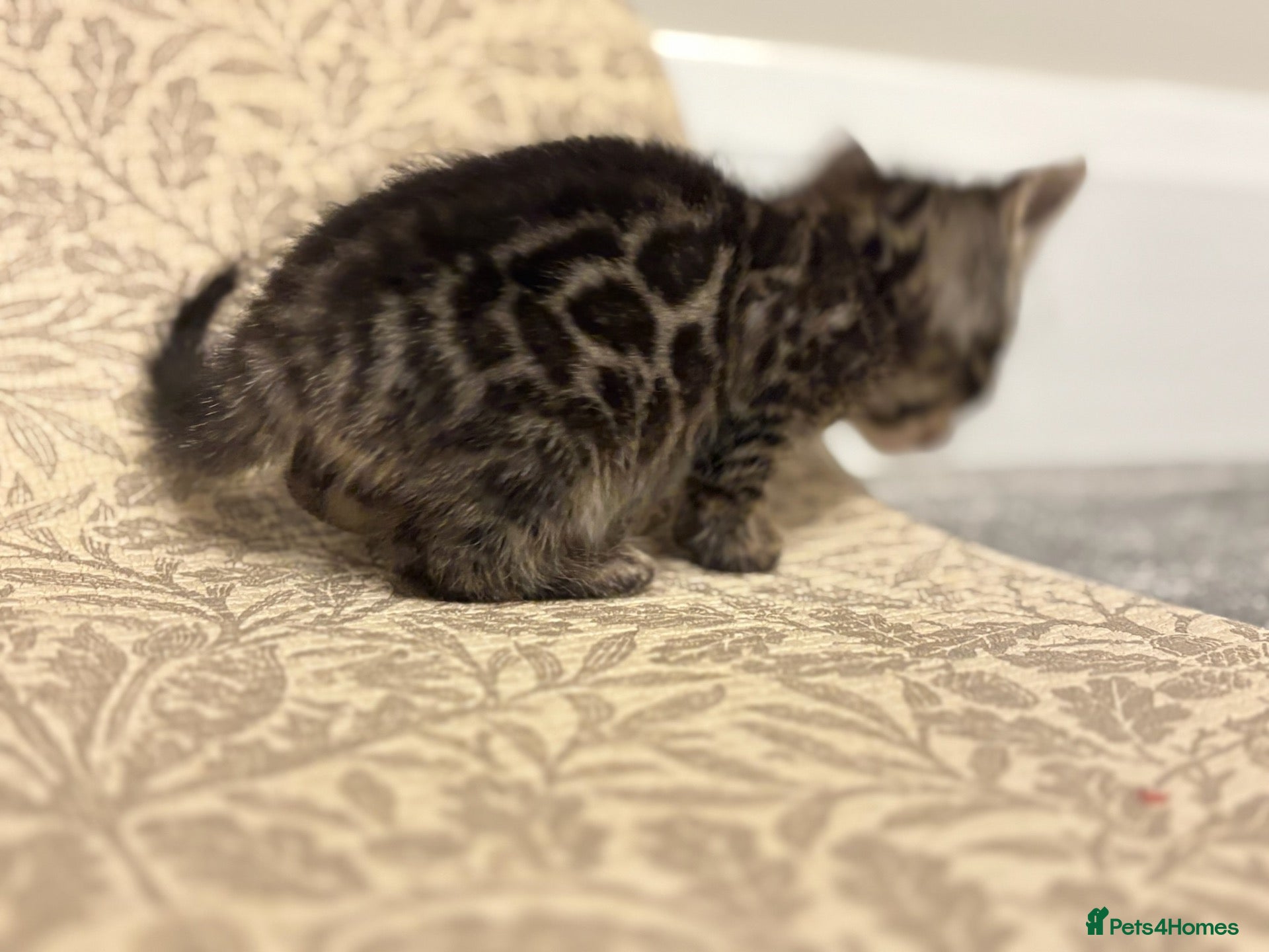 Bengal cats Beautiful Rare Bengal Tica Kittens - Advert 2