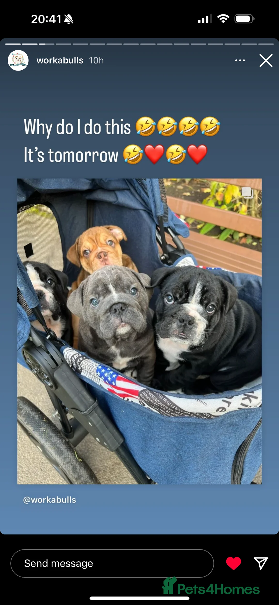 English Bulldog dogs for stud: HEALTH TESTED CLEAR & BOAS GRADED ZERO KC REG in Doncaster - Advert 22