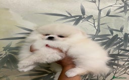 Pomeranian dogs for sale: Amazing Pom Puppies from Five Star breeder.  - Image 18