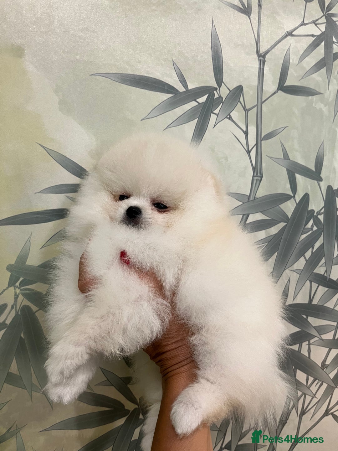 Pomeranian dogs for sale: Amazing Pom Puppies from Five Star breeder.  - Image 18