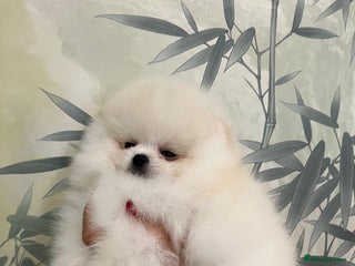 Pomeranian dogs - Advert 28