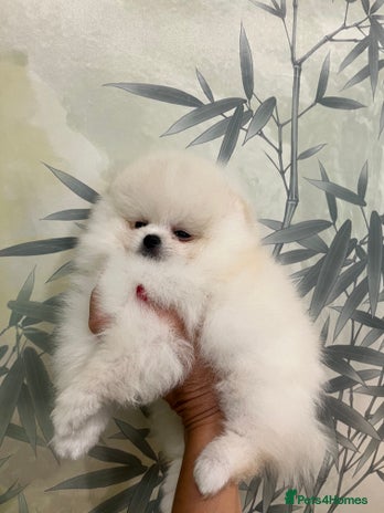 Pomeranian dogs - Advert 3