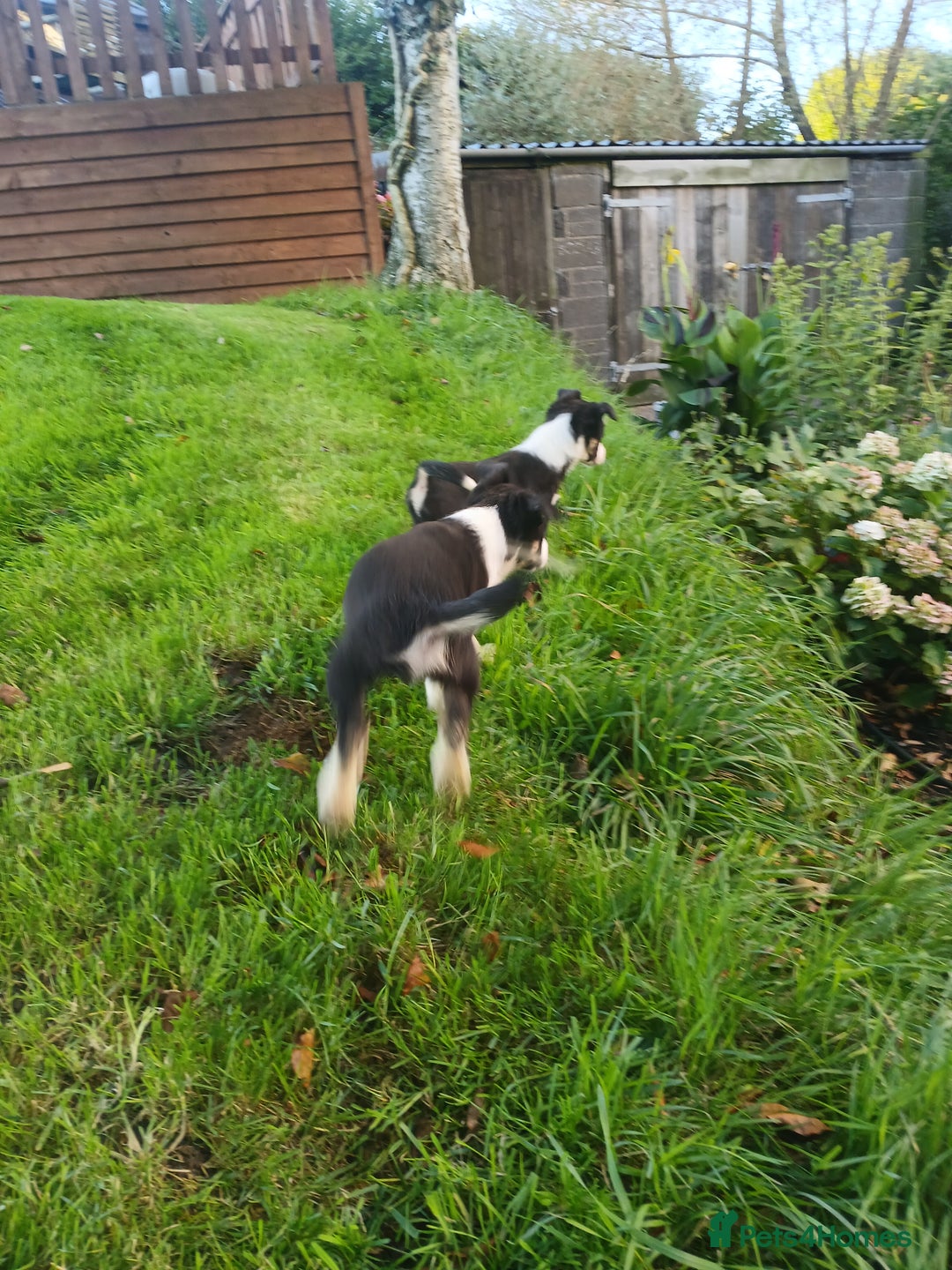 Border Collie dogs for sale: Beautiful merle and tri coloured collies  - Image 2