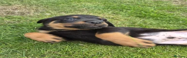 Rottweiler 2