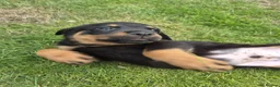 Rottweiler dogs for sale: PURE BREED ROTTWEILERS BIG LITTER in Knaresborough - Advert 3