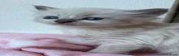 Ragdoll cats for sale: Stunning Ragdoll kittens Blue Colourpoint  - Advert 17