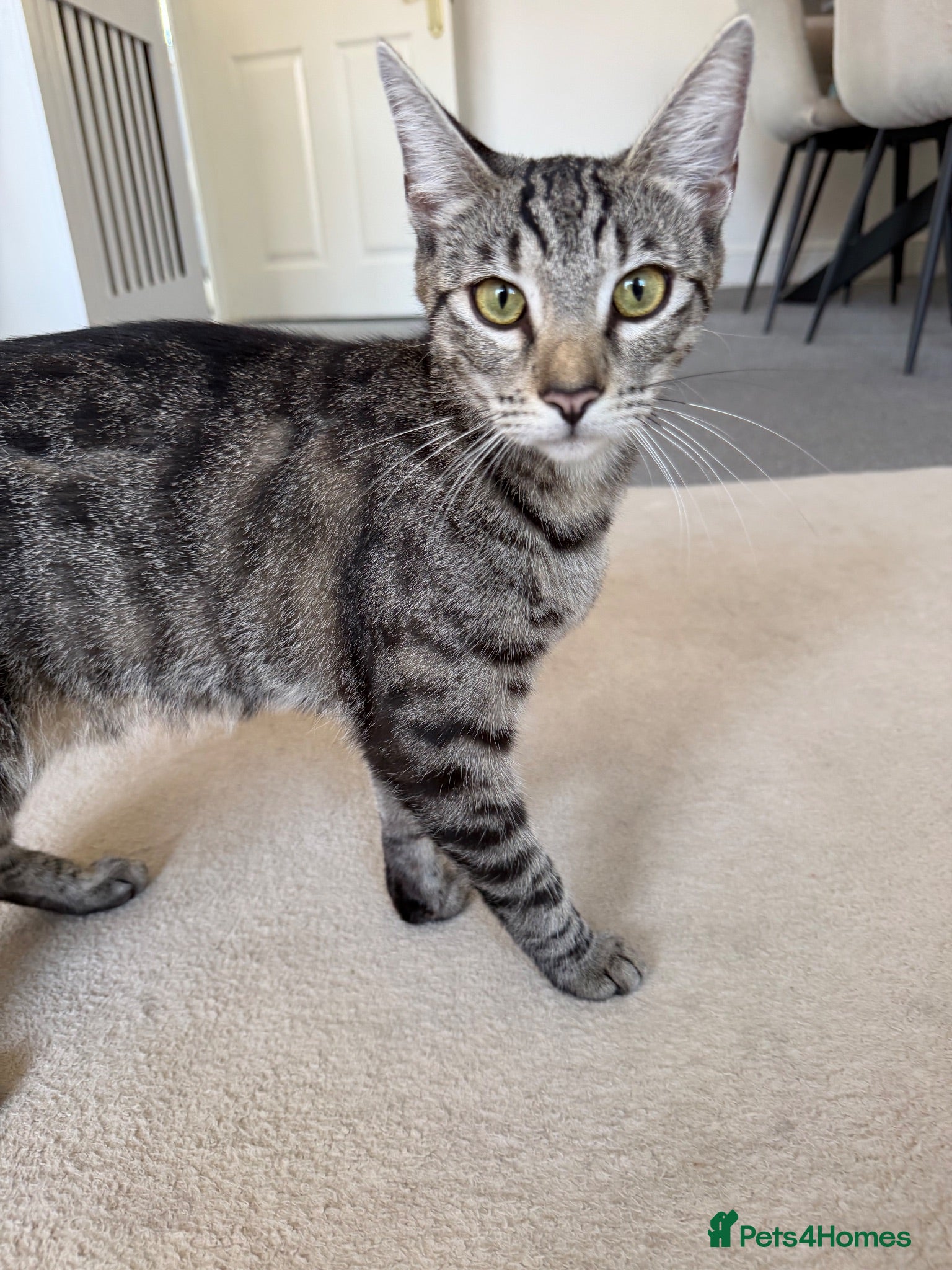 Domestic Shorthair cats Beautiful kitten - Advert 2