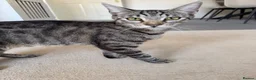 Domestic Shorthair cats for sale: Beautiful kitten - Advert 1