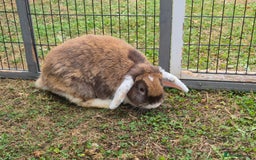 Mini Lop rabbits for sale: brown and white mini lop rabbit buck.  - Image 6