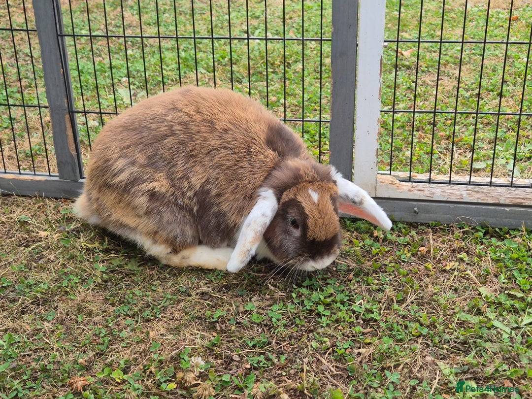 Mini Lop rabbits for sale: brown and white mini lop rabbit buck.  - Image 6