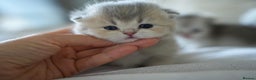 Scottish Fold cats for sale: Scottish fold - Advert 13