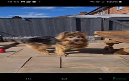 German Shepherd dogs for stud: German shepherd  - Image 4