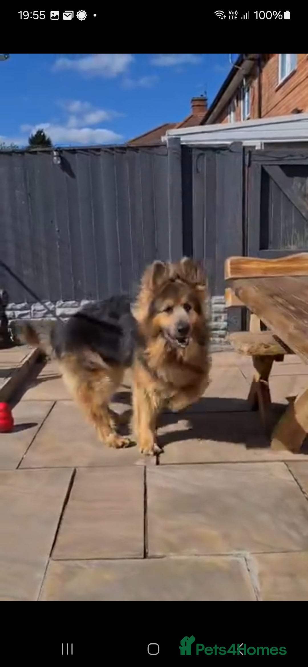 German Shepherd dogs for stud: German shepherd  - Image 4