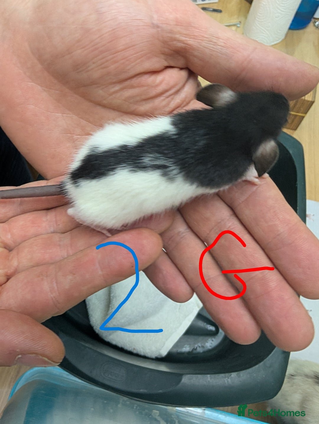 Rat rodents for sale: Dumbo baby Rats - Gorgeous colours  - Advert 2