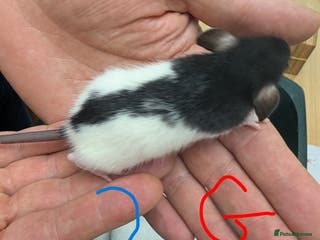 Rat rodents Dumbo baby Rats - Gorgeous colours - Advert 1