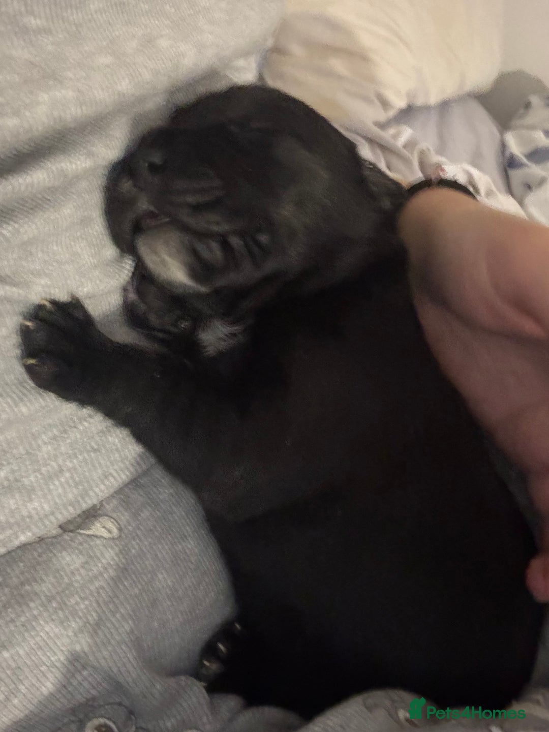 Cane Corso dogs for sale: 7 beautiful cane corso puppies  - Advert 4