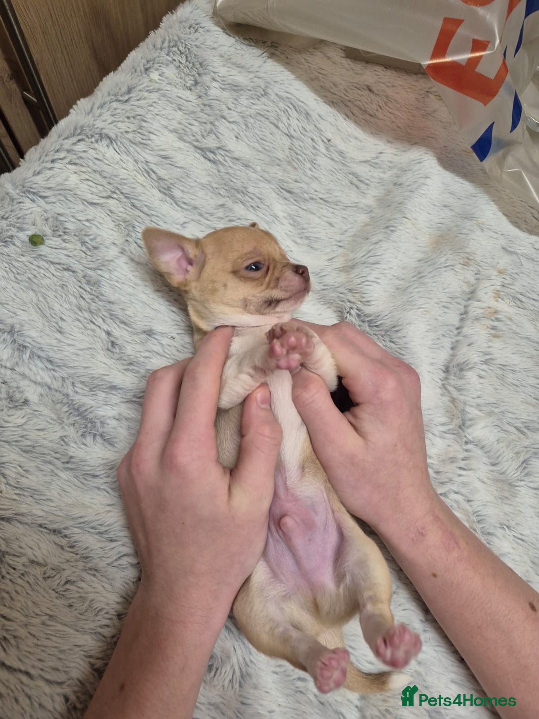 Chihuahua dogs for sale: Chihuahua puppys for sale  - Advert 3