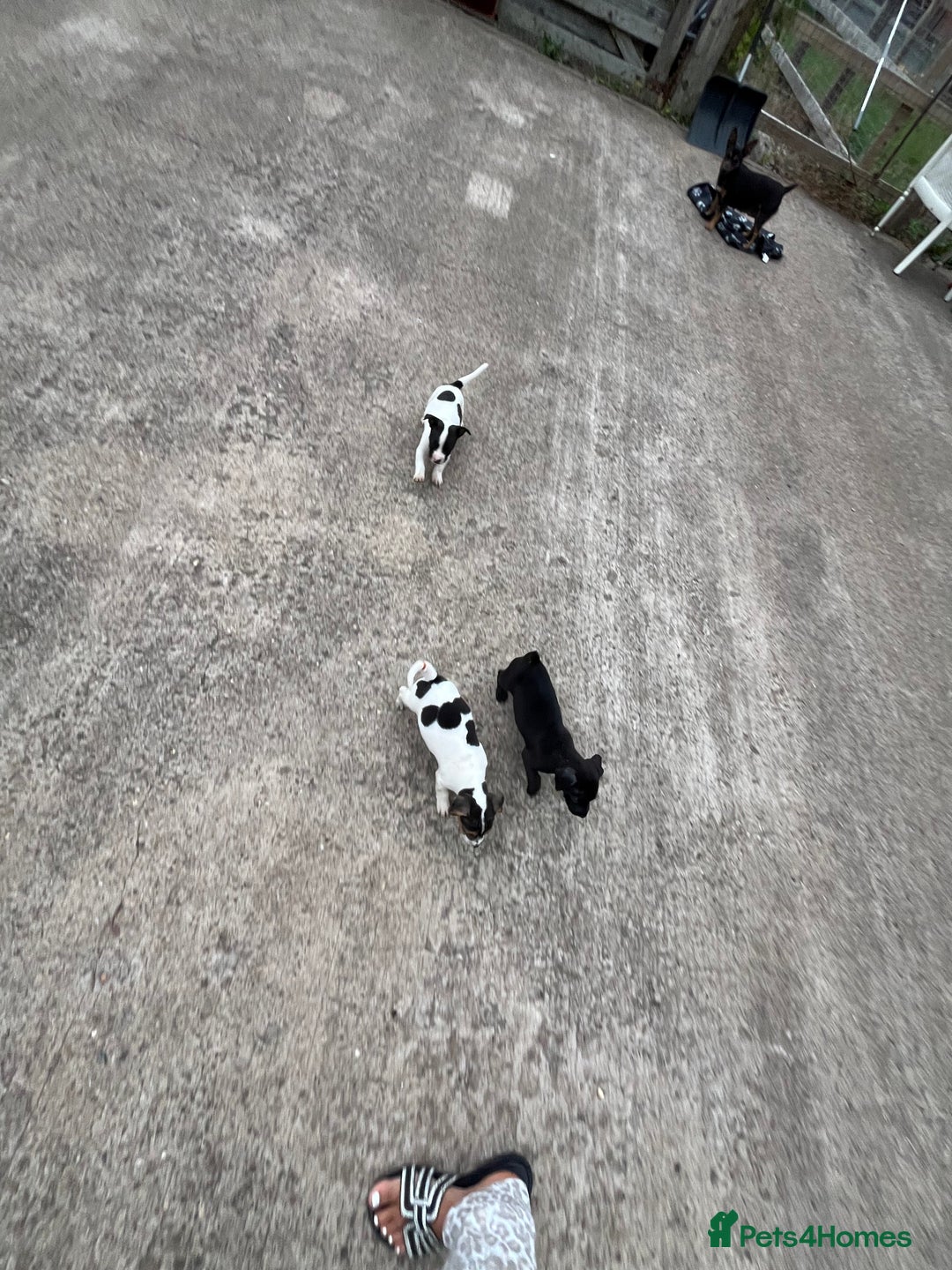 Jack Russell dogs for sale: 2 puppies for sales - Image 28