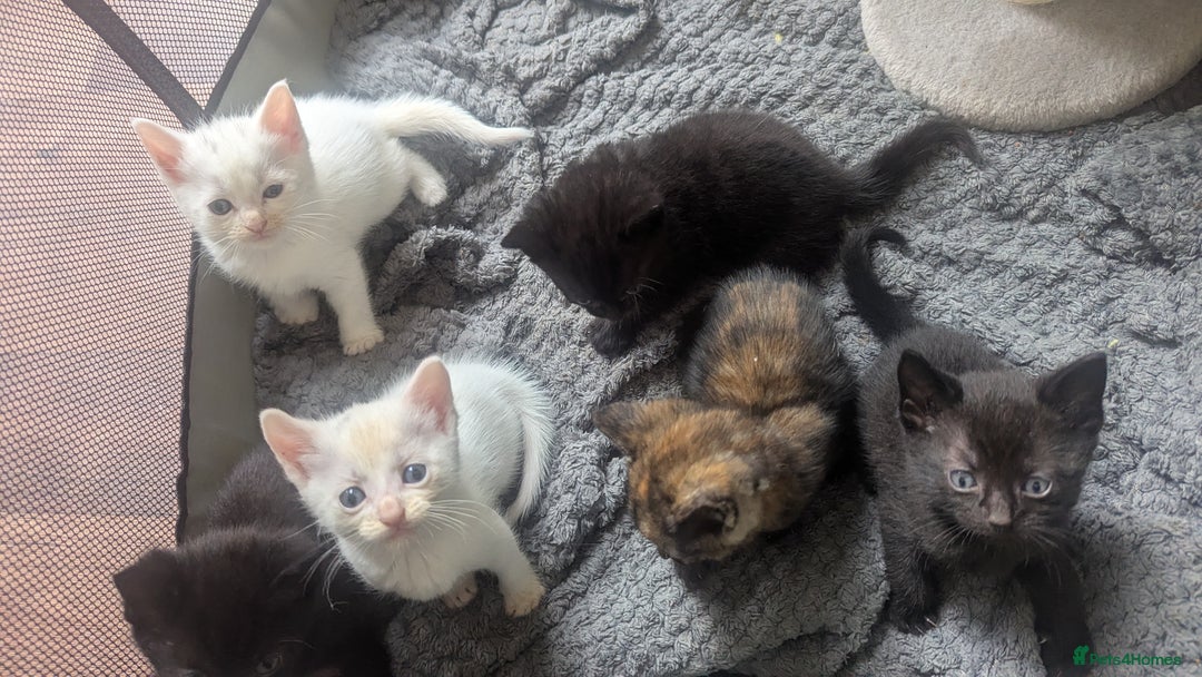 Mixed Breed cats for sale: Mixed coloured beautiful kittens 3 girls 3 boys  - Image 7