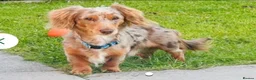 Miniature Dachshund dogs for sale: Miniature Dachshund  in Liverpool - Advert 2