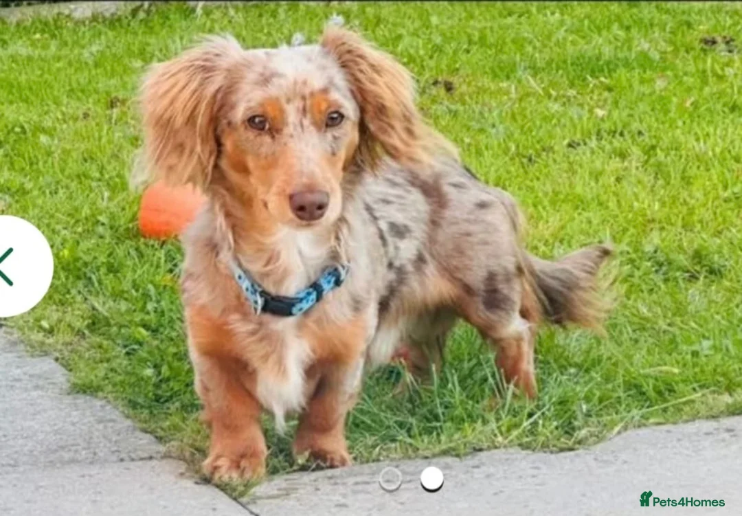 Miniature Dachshund dogs for sale: Miniature Dachshund  in Liverpool - Advert 2
