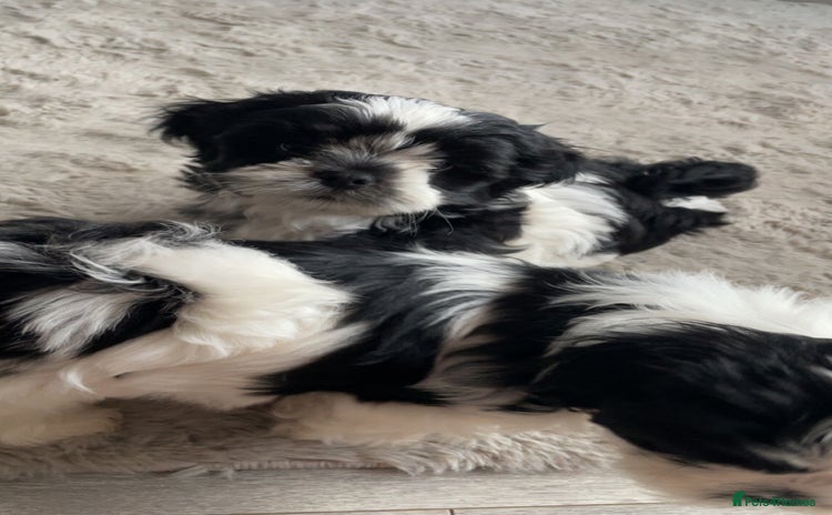 Lhasa Apso dogs - Advert 1