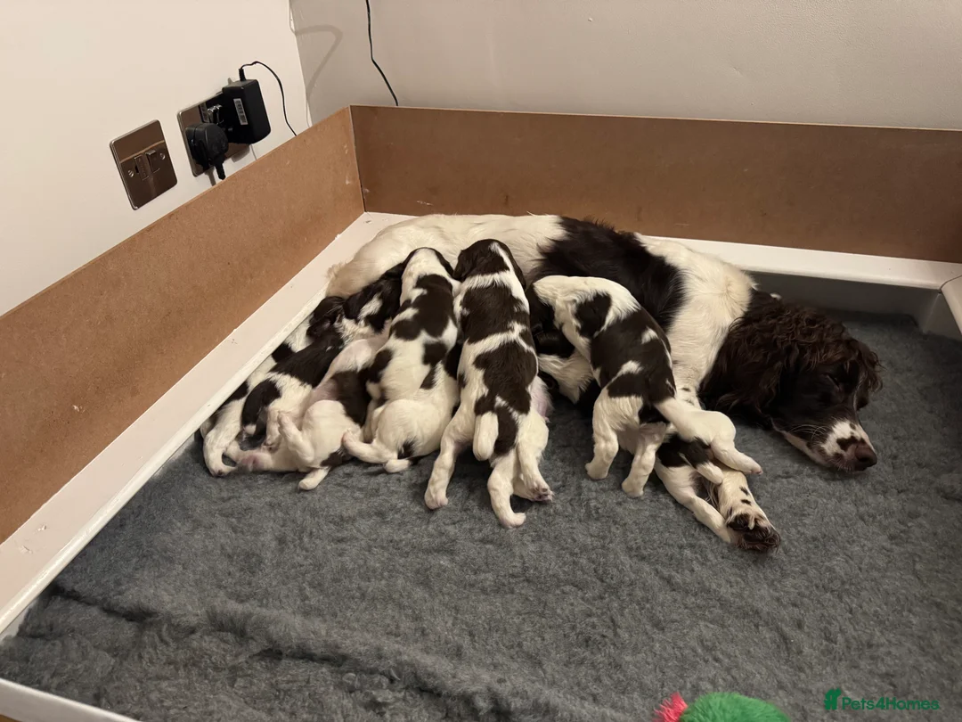 English Springer Spaniel dogs for sale: Outstanding working ESS KC registered pups in Horley - Advert 1